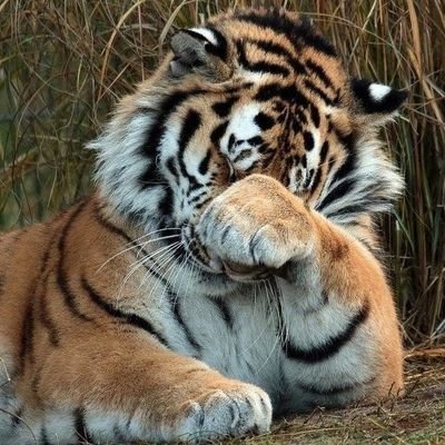 Tyger | 🇧🇻 Hun/Henne, 🇩🇪 Sie/Ihr, 🇬🇧 She/Her | 26 | 🔞 | DNI: Pedos, Zoophiles, Conservatives