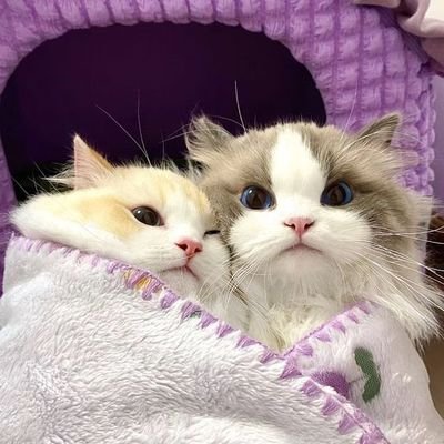 ppgajd's profile picture. いろいろお話したいな