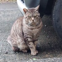 ポンコツ運転士のつぶやき&地域猫ニャーちゃん🐱 (@a12_power) 's Twitter Profile