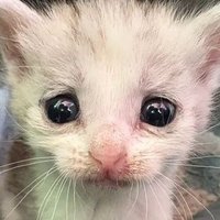 Rosie (@meowmeowkity_) 's Twitter Profile