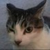 No puc mes (@zanzerra) Twitter profile photo No puc mes (@zanzerra) Twitter profile photo