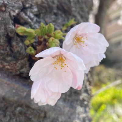 y2tLwff20cIWv2o's profile picture. 🌸🟠🌸🇯🇵🌸参政党支持、他党でも保守は応援🌸フルFIRE済み🌸動物や植物も暮らしやすい日本にしたい🌸