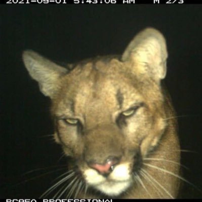 cctnls's profile picture. sweet like tennessee honey