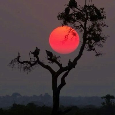 carabussey's profile picture. No pain, no gain