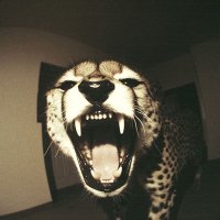 a (@aeashaz) 's Twitter Profile