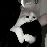 節子⸝⸝- ̫ -⸝⸝ (@sbutasanpo9722) Twitter profile photo