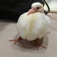 もも (@momo_piyopo) 's Twitter Profile Photo