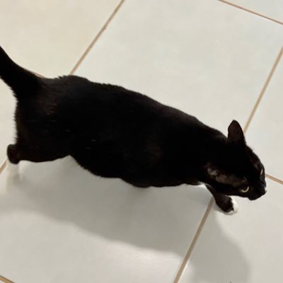 gatopretosex's profile picture. 