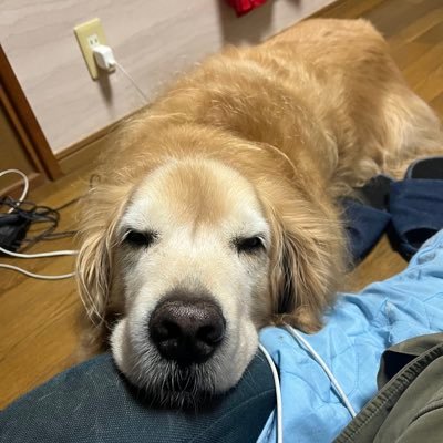 Kotetulove126's profile picture. 子犬がうちにやってきた