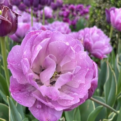 allison_mairi's profile picture. I love gardening, nature, long walks, strong tea, books, dogs, and apathetic cats | No DMs | #EdinburghLibrarian