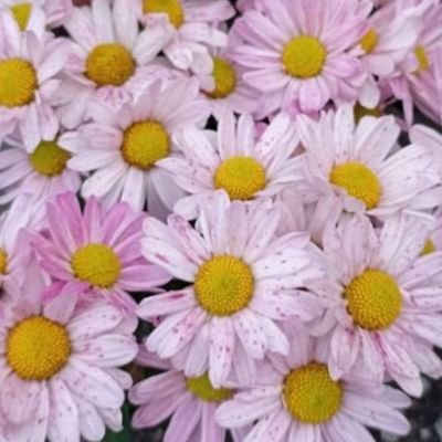 I share pictures I find beautiful, in the hope watching them makes you feel good.The photos I take are no perfect, just ordinary but capture a moment of beauty.