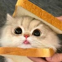 trixa (@trixshei) 's Twitter Profile