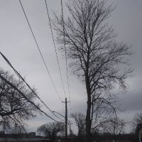 Blue62 π¨π¦ (@treemancometh) 's Twitter Profile