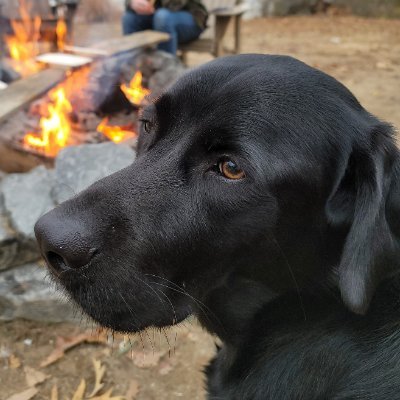 RealBobTheDog's profile picture. 