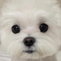 nneeww (@memorybeginss) 's Twitter Profile