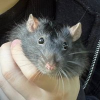Rat|edtwt| (@z3rorat) 's Twitter Profile