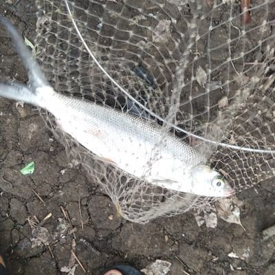 Tungsahurra's profile picture. HELLO ✈️