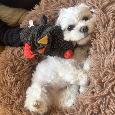yuriponpon2002's profile picture. 育休中給料が減って辛いので再度FX開始💰まだまだ負け続きだけど頑張る！