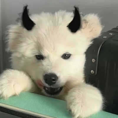 Leepochen140811's profile picture. 180/70kg/🦶44 /06 大一 新乡上学 Dom  有对象  爱好spank K9🦮 🈲10 side 伺候情侣来