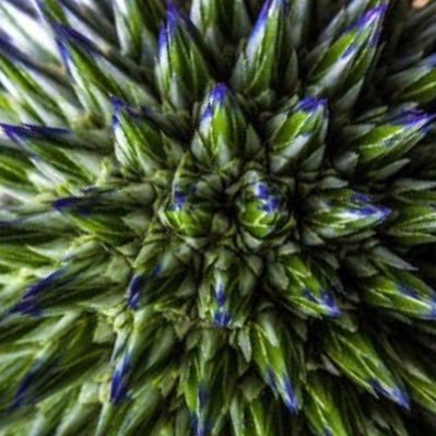 devdruid's profile picture. 