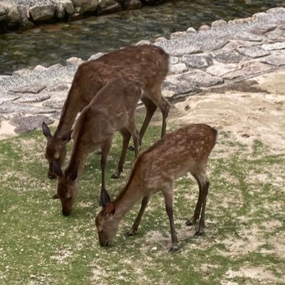 英語用アカウント。ネイティブキャンプ挑戦中の主婦。発話率が少ないのでアウトプット力をつけたい。TOEIC825/英検準1級。最近単語帳とお友達。無言フォロー失礼します🙇♀️