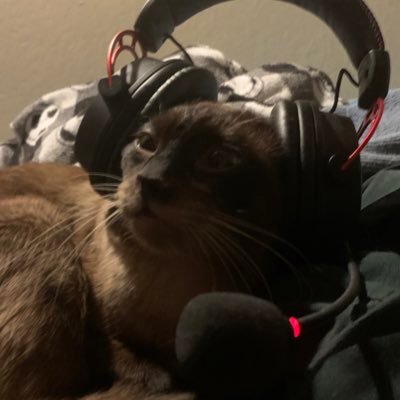 her / she ,little kitten. #lbgt 🏳️🌈 “mewmaxing”. i am shy and sleepy and i like to eat kibble. i was born Tomorrow #catsoftwitter