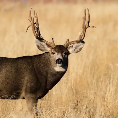 amzooted's profile picture. swingin’ out west