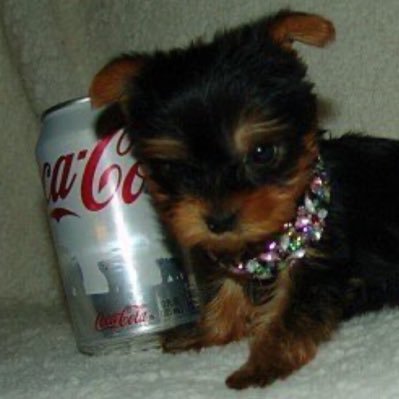noeIIegrace's profile picture. diet coke lover