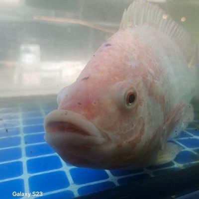 yourlocaldadiii's profile picture. My dear countrymen, you remind me how little our culture has advanced. - Jhin, The Virtuoso 🪷