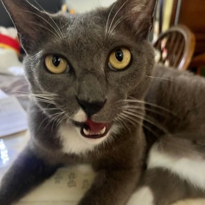 pino_pinot_noir's profile picture. 猫、懸賞、メダカ、ベタ等の趣味など。主に元野良の灰色猫、銀ちゃん(銀杏)＆譲渡会からきた元保護猫の政宗との生活🐈‍⬛🐈