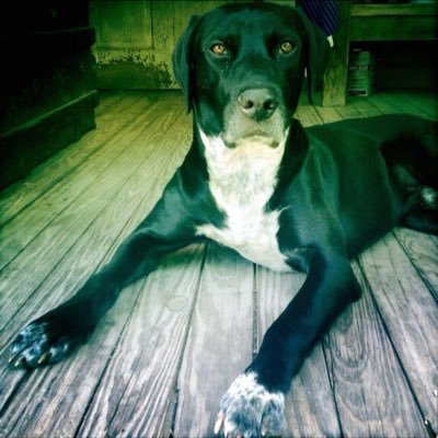 backwoodz333's profile picture. 