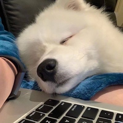 𝘱𝘶𝘱𝘱𝘺 𝘴𝘭𝘱*🐶⛅️ Profile
