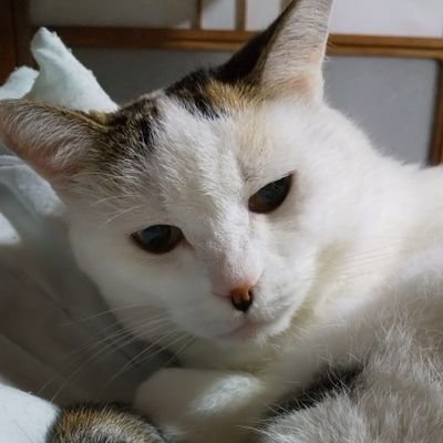 syoumi24's profile picture. 機種変後、新アカウント作成しました。

以前のフォロワー様、こちらにご連絡お願いできましたら幸いです。
普段はリポスト中心です。