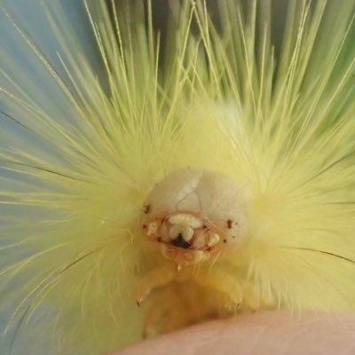 mothreeq3's profile picture. いもむし・けむしと暮らしたりしています🐛 今年もリンゴドクガに会いたい🍎