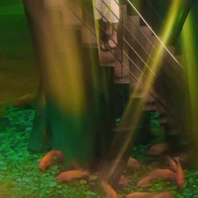 _Animal10_'s profile picture. 🦁👨‍🦱
🥬