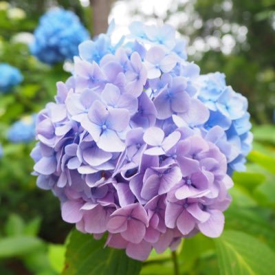 lunight_ayaginu's profile picture. うたプリ／カルナイ／寿嶺二推し／成人済／閲覧中心