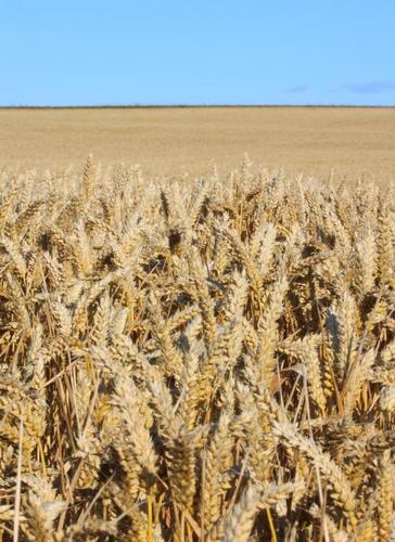 flourscotland's profile picture. Brand new Scottish flour made from wheat grown in East Lothian. Run by owner of @sceneherdpr and @wheatrigBandB