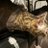 ねこまじん