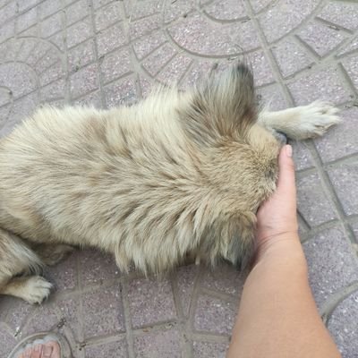 xiolnq21's profile picture. 人民警察大学 情报指挥学专业毕业 /中共统战、情治及认知作战策略研究
有法律执业资格  主攻不良资产处置
 / 中共代表绝大多数中国人/
真理就是规律，规律就是上帝的律法。/
人没资格检验上帝/人不是检验真理的标准/拜人教拜物教国家即是地狱
兜兜转转走走看看 思辨中去伪存真
互fo 公平交流就行/或激情互骂就好了