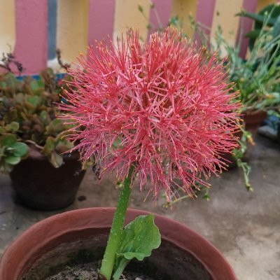 Sangram18086965's profile picture. linea go to the moon