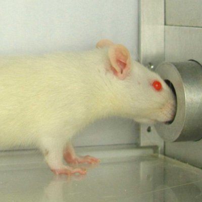 bonk's cute rat
4L9dkoE8ctYVqcvwUEBbrMxxXrb1G8QCWW6BUnqybonk