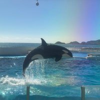 Leview (@teamkujira_5) 's Twitter Profile