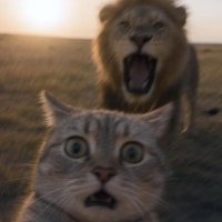 fonsecli (@fonsecli) 's Twitter Profile