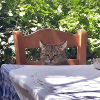 KadsenKönig (@villageprisoner) 's Twitter Profile Photo