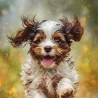 黄圈第一泰迪 (@nbennett8127) 's Twitter Profile Photo