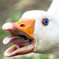 goose (@uselessgoose2) 's Twitter Profile