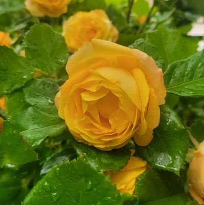 cbmsbn's profile picture. Soy dueña de mis palabras y esclava de mis silencios. 
Y a quien no le guste ya sabe el caminito 🚪