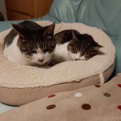 2yantalaw's profile picture. オーダーメイドな弁護士