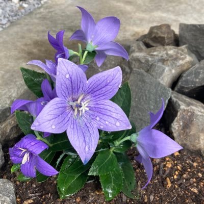 shinji_a3's profile picture. 住む町の選挙を通し政治の話題を少しでも広げられたら、と思いはじめました。支持政党はありません。共感する方を応援します。反日は嫌いです。3子の父。子々孫々まで穏やかな日々が繋がりますように。 よろしければフォローお願いします。無言フォロー失礼します。