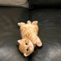 MEOW (@meowowq) 's Twitter Profile Photo